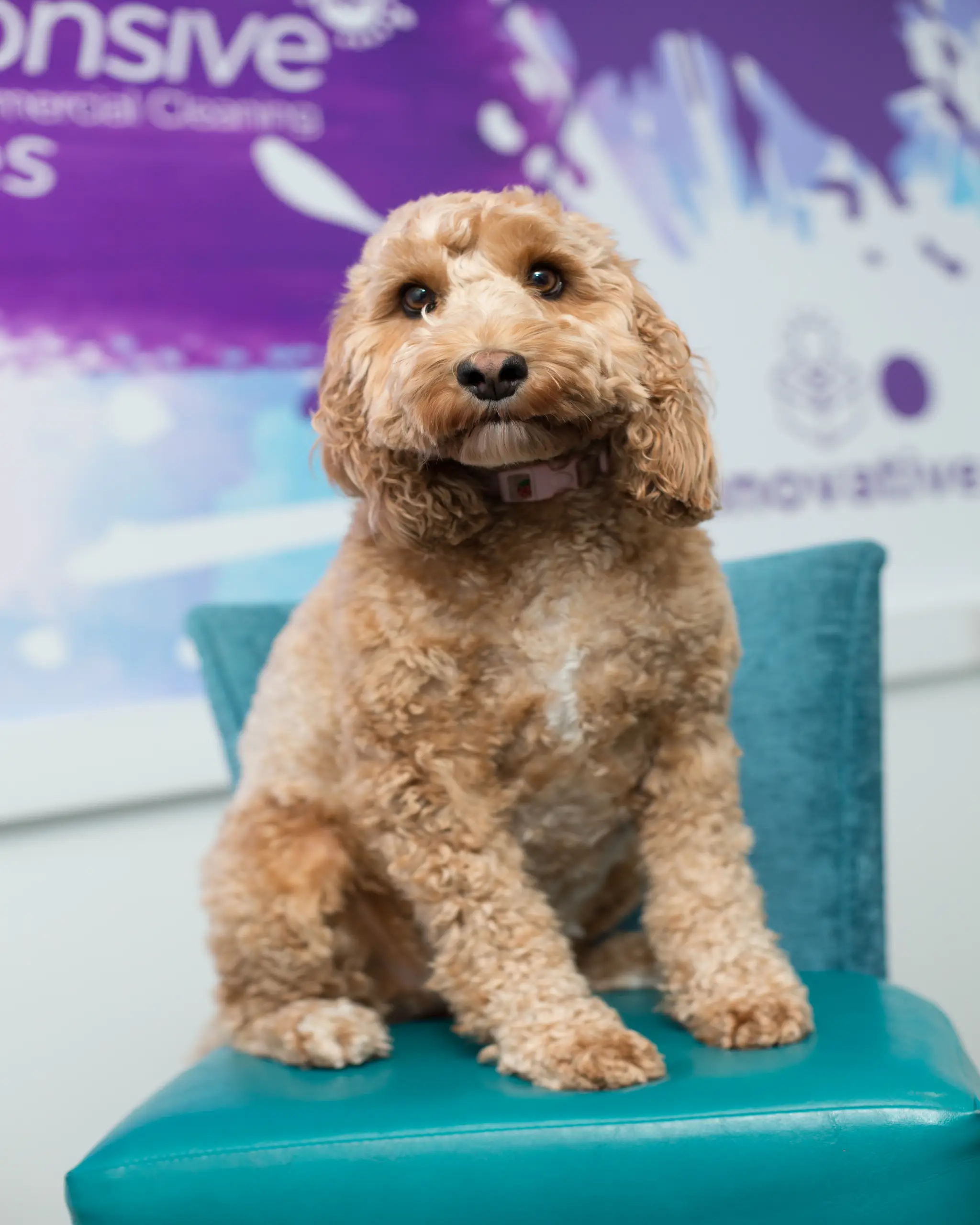 Ellie Stanford-Davies - Pawject Manager